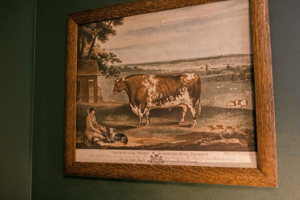 18th-century-square-cow